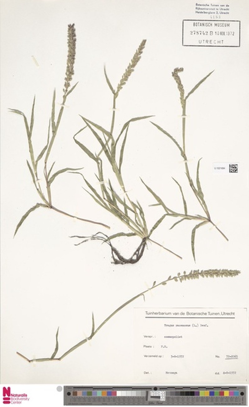 Stalked Bur Grass