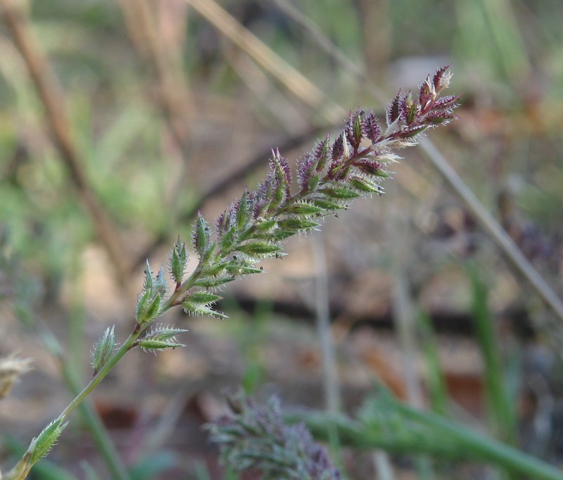 Stalked Bur Grass photo 6