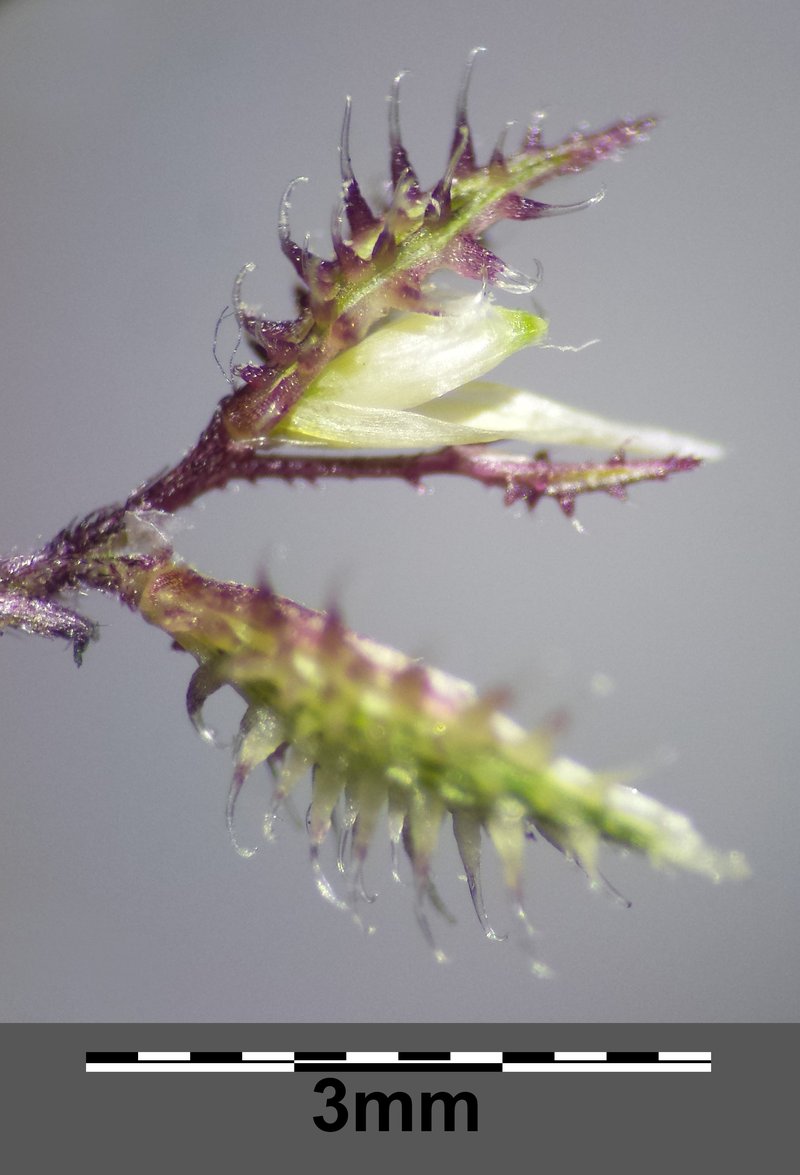 Stalked Bur Grass photo 8