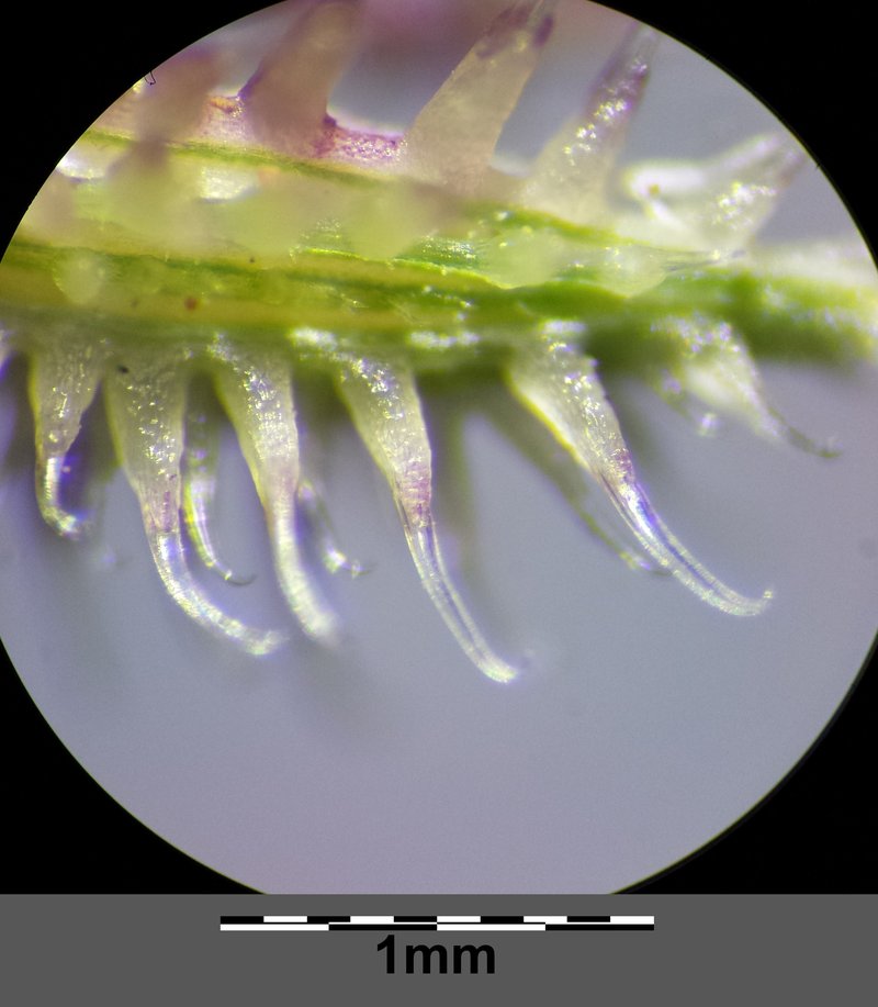 Stalked Bur Grass photo 9