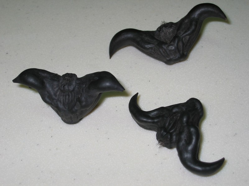 Water Chestnut photo 2