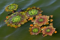 Water Chestnut