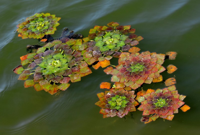 Water Chestnut