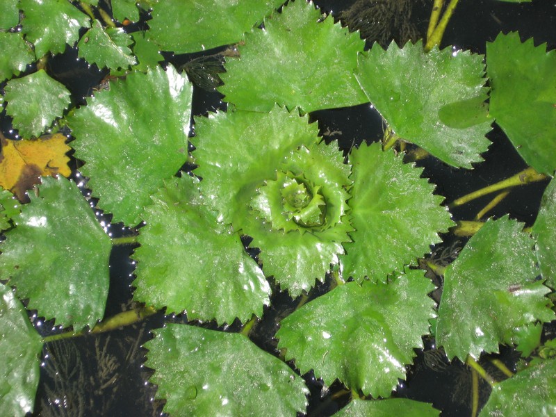 Water Chestnut photo 3