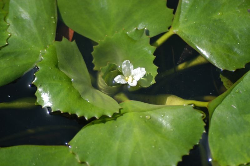 Water Chestnut photo 4