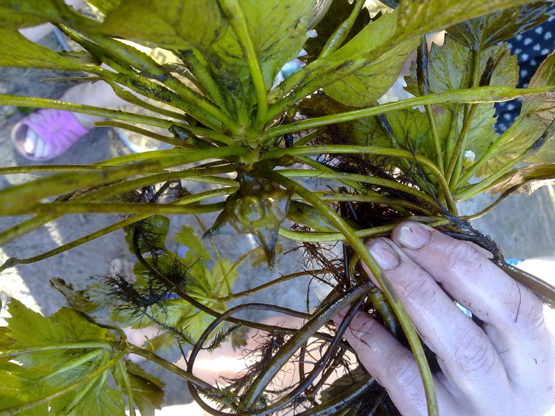 Water Chestnut photo 5