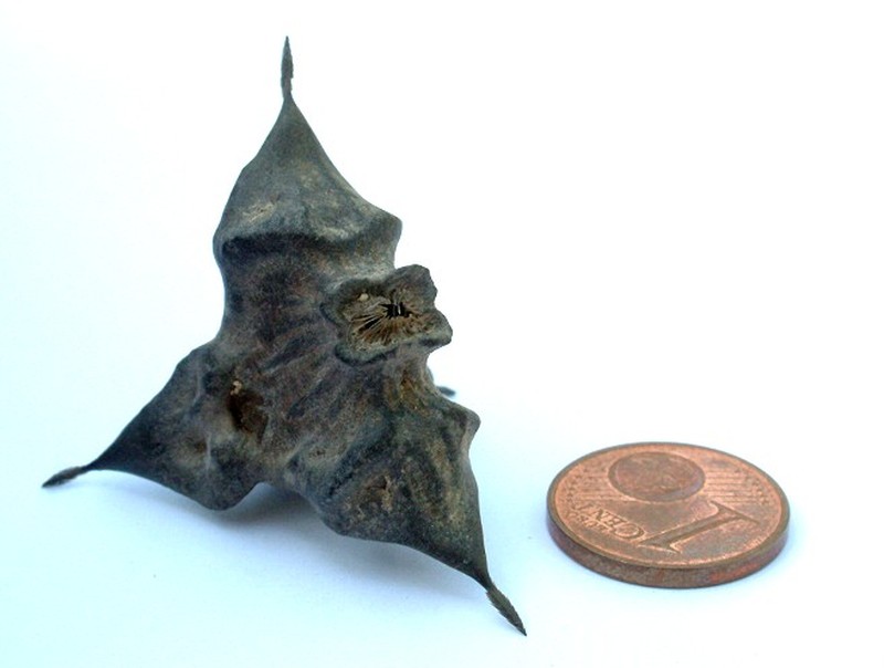 Water Chestnut photo 6
