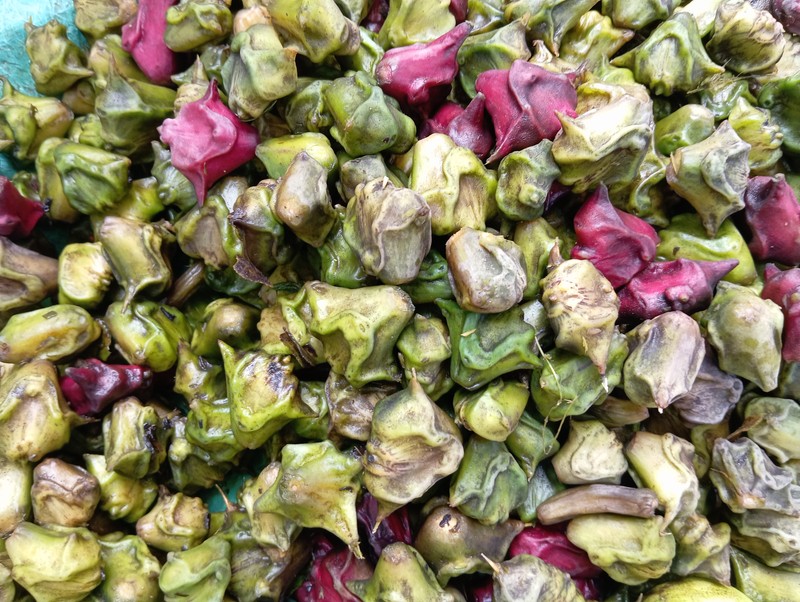 Water Chestnut photo 7