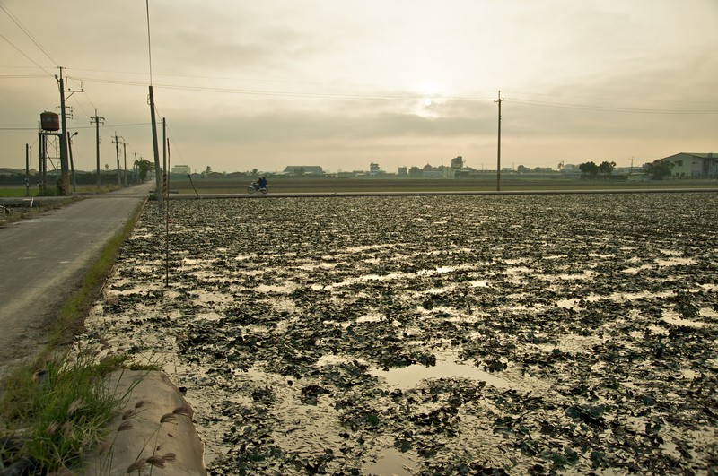 Water Chestnut photo 8