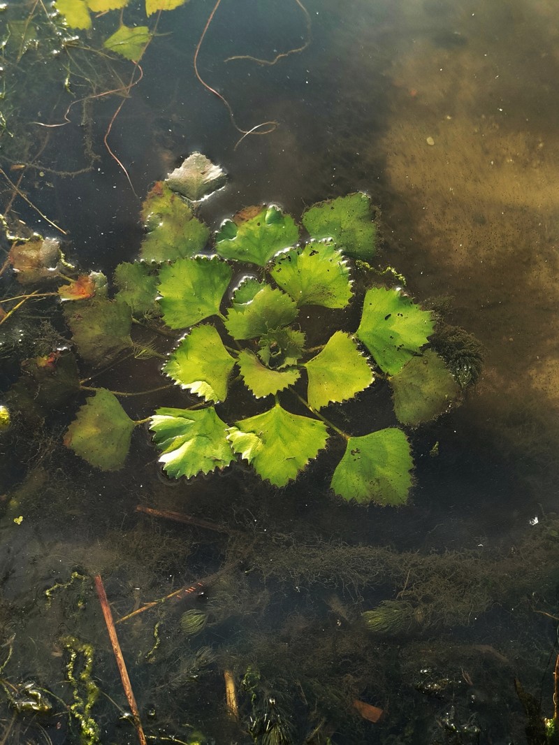 Trapa natans var. natans photo 2