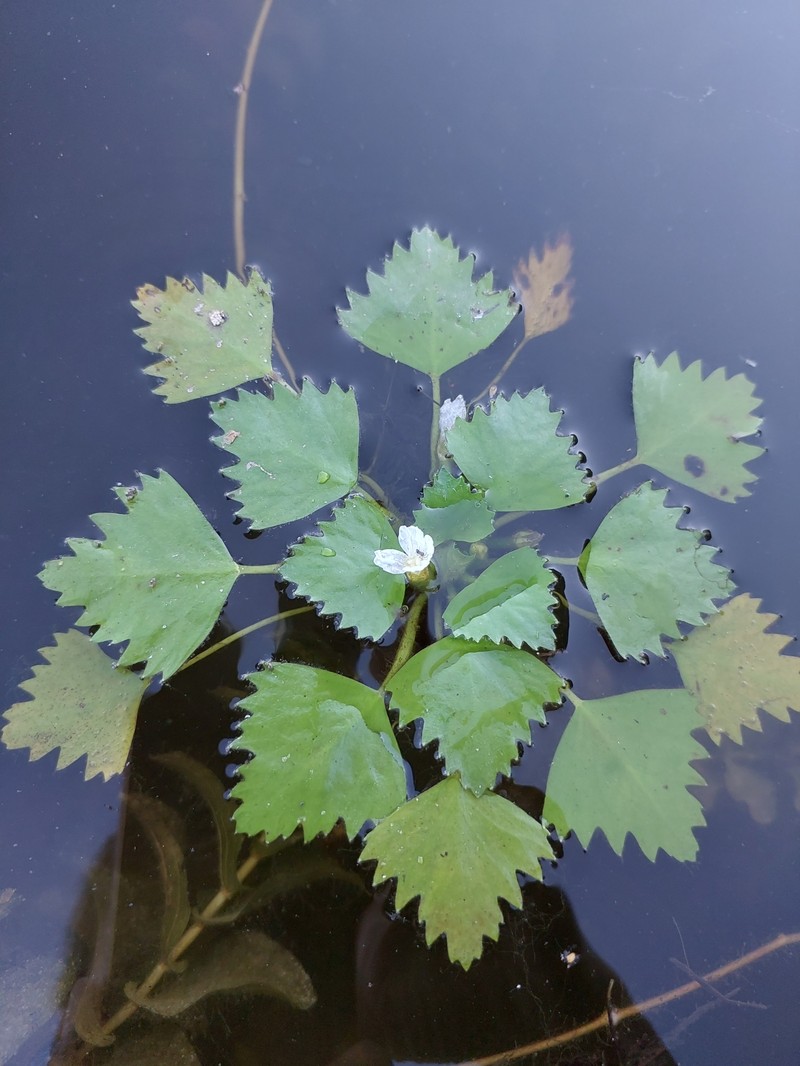 Trapa natans var. pseudincisa