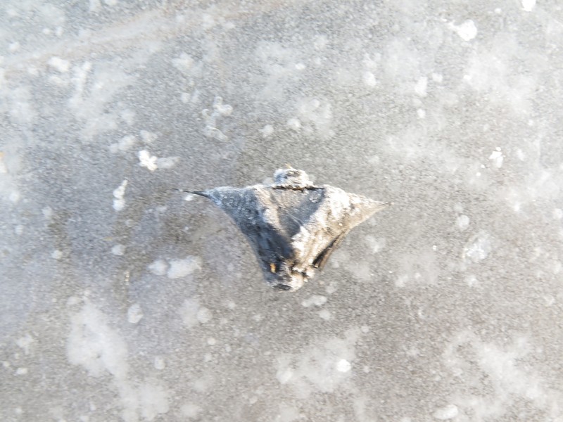 Trapa natans var. pseudincisa photo 2