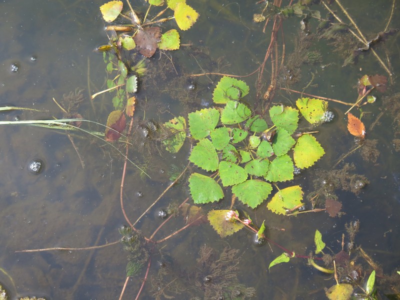 Trapa natans var. pseudincisa photo 3