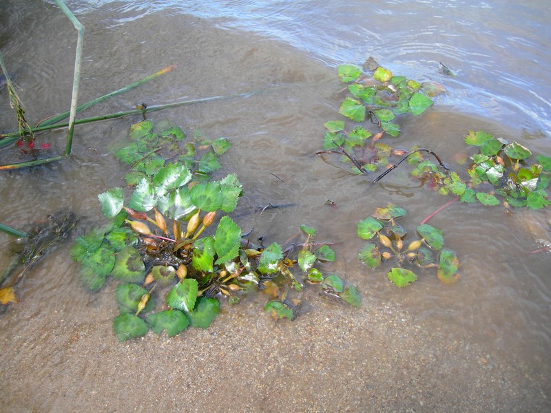 Trapa natans var. pseudincisa photo 4