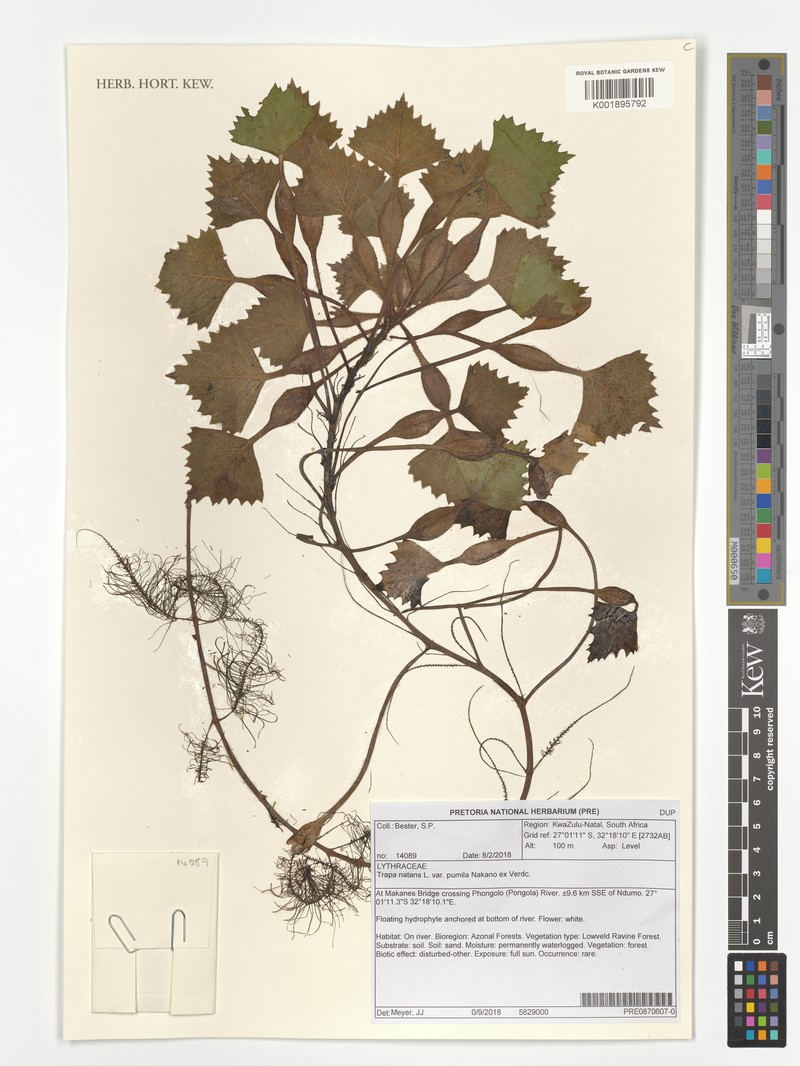 Trapa natans var. quadricaudata