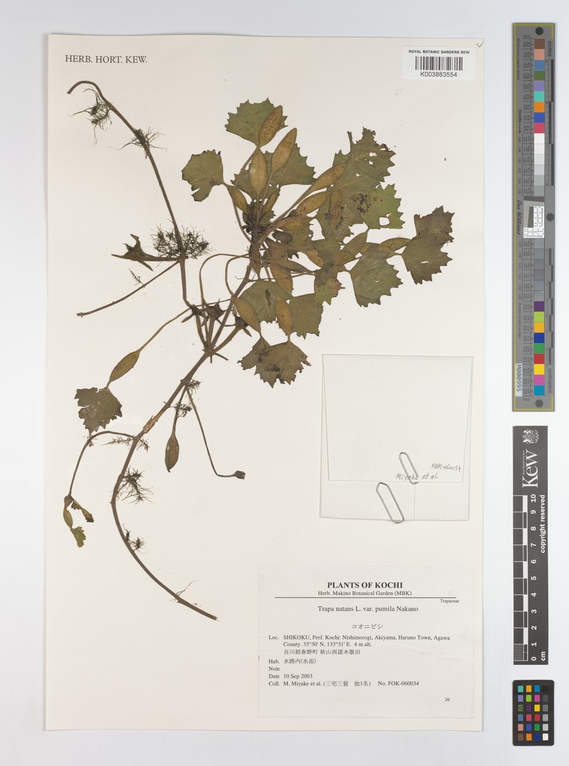 Trapa natans var. quadricaudata photo 2