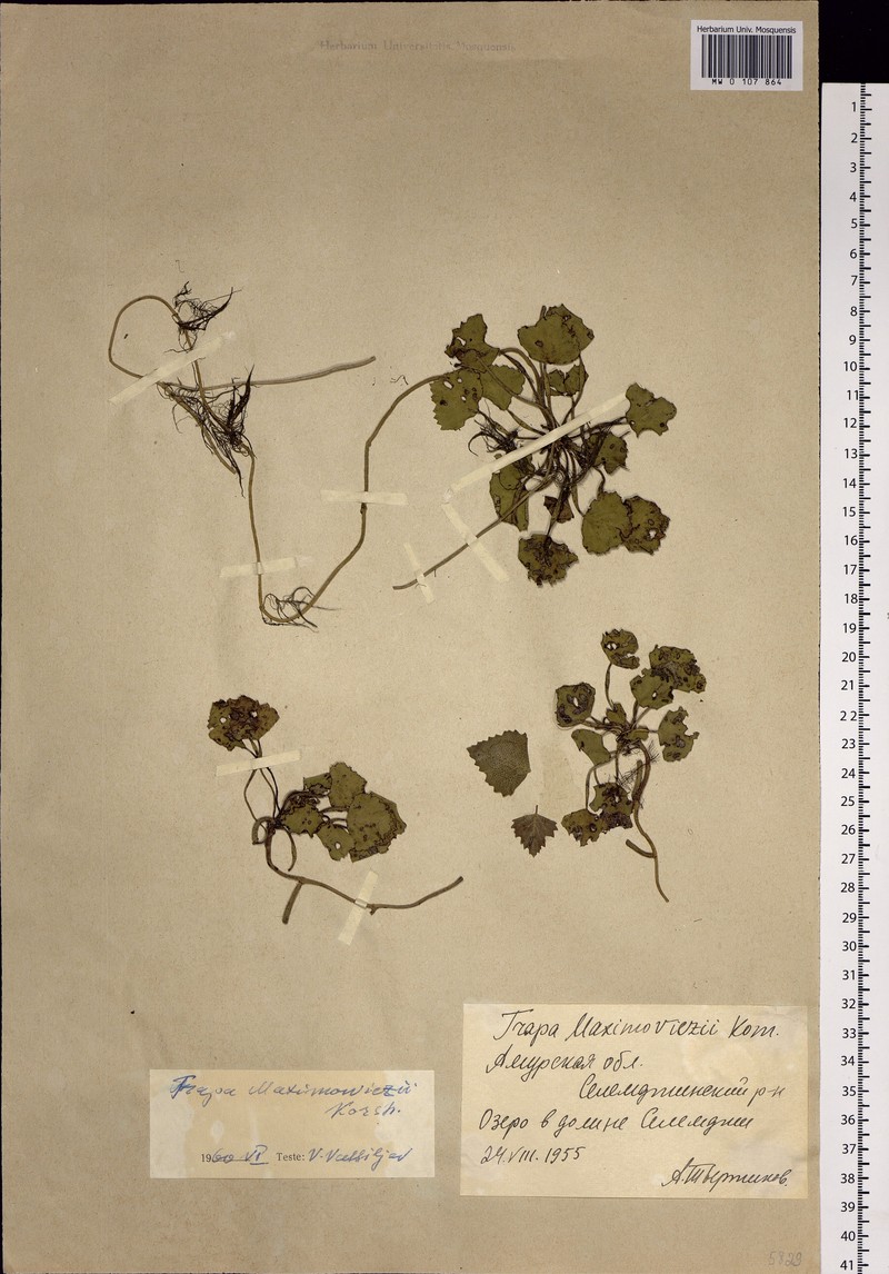 Trapa natans var. quadricaudata photo 3