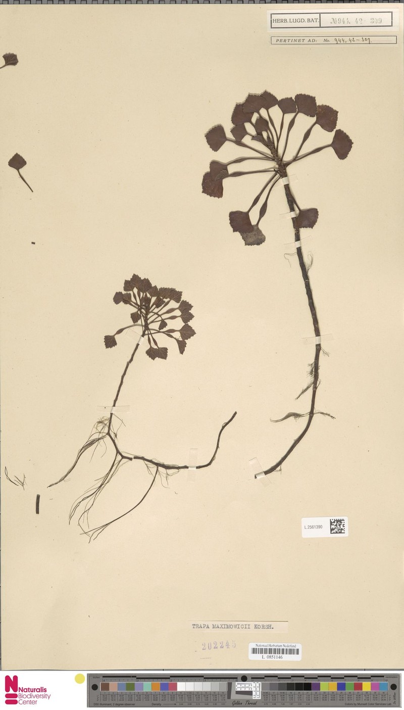 Trapa natans var. quadricaudata photo 4