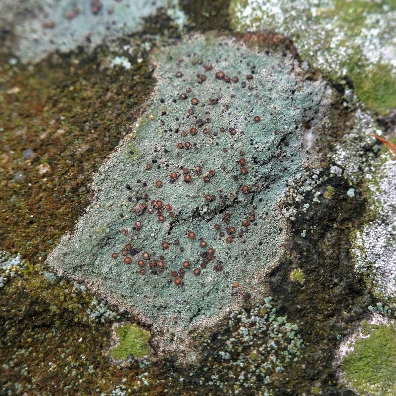 Disk Lichen photo 2