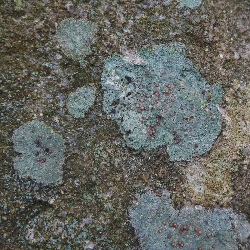 Disk Lichen photo 3