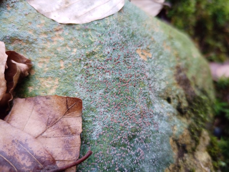Disk Lichen photo 4