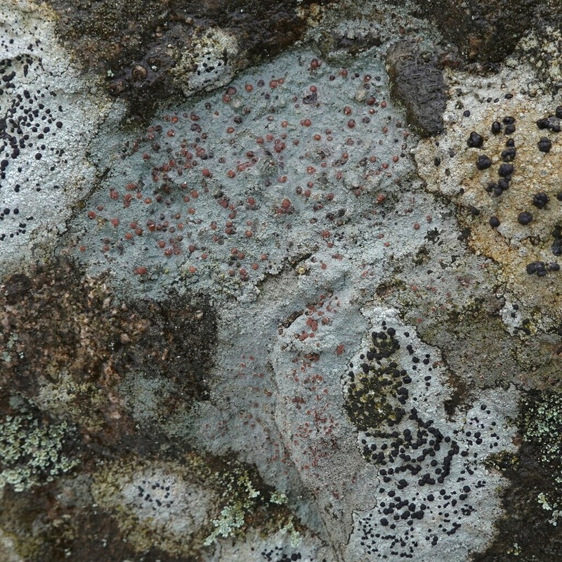 Disk Lichen photo 5