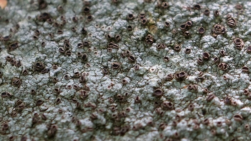 Disk Lichen photo 6