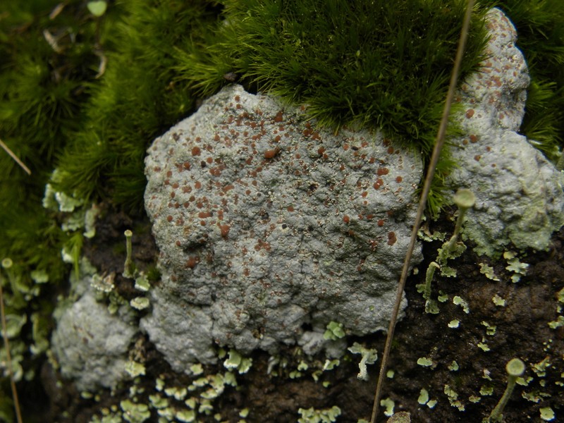 Disk Lichen photo 7