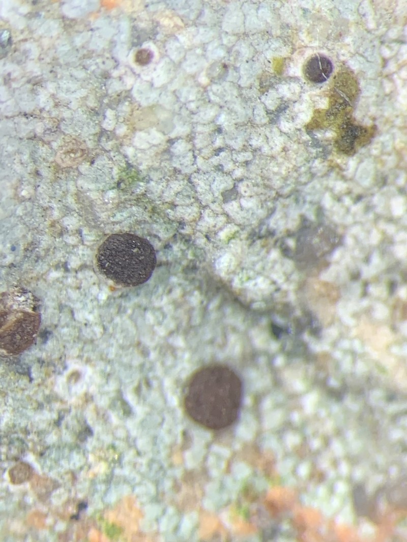 Disk Lichen