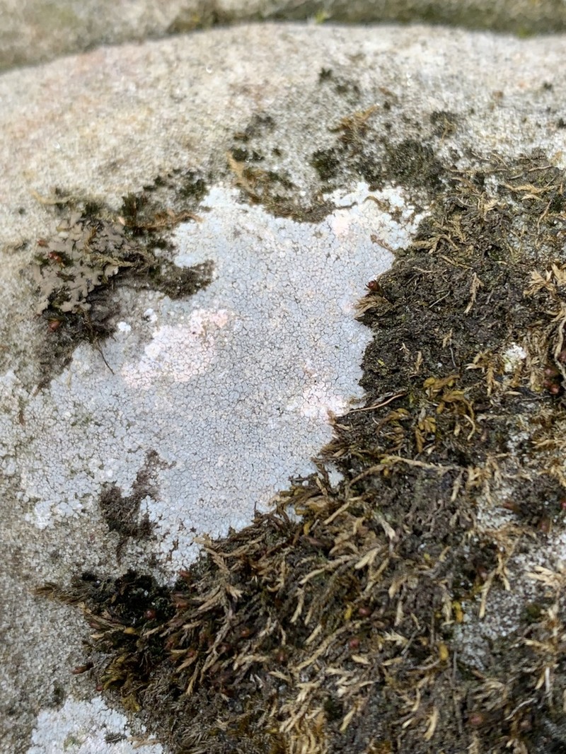 Disk Lichen