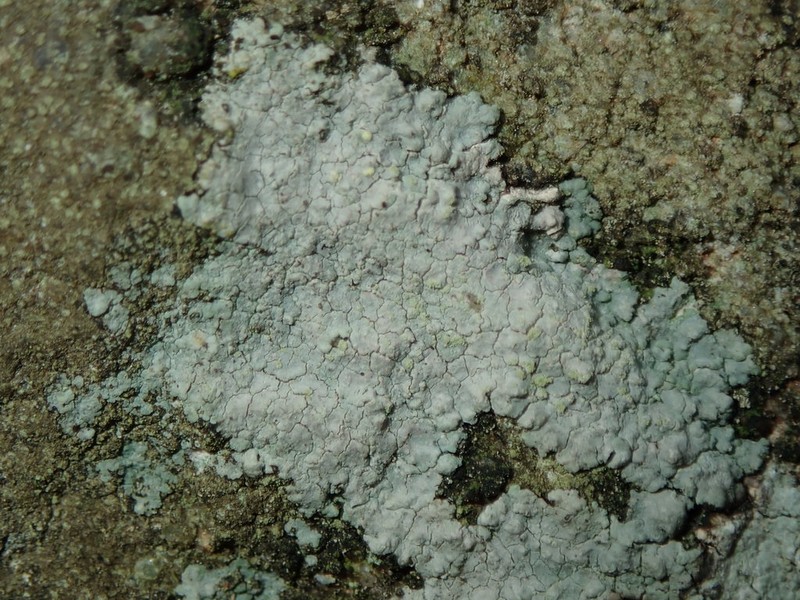 Disk Lichen photo 2