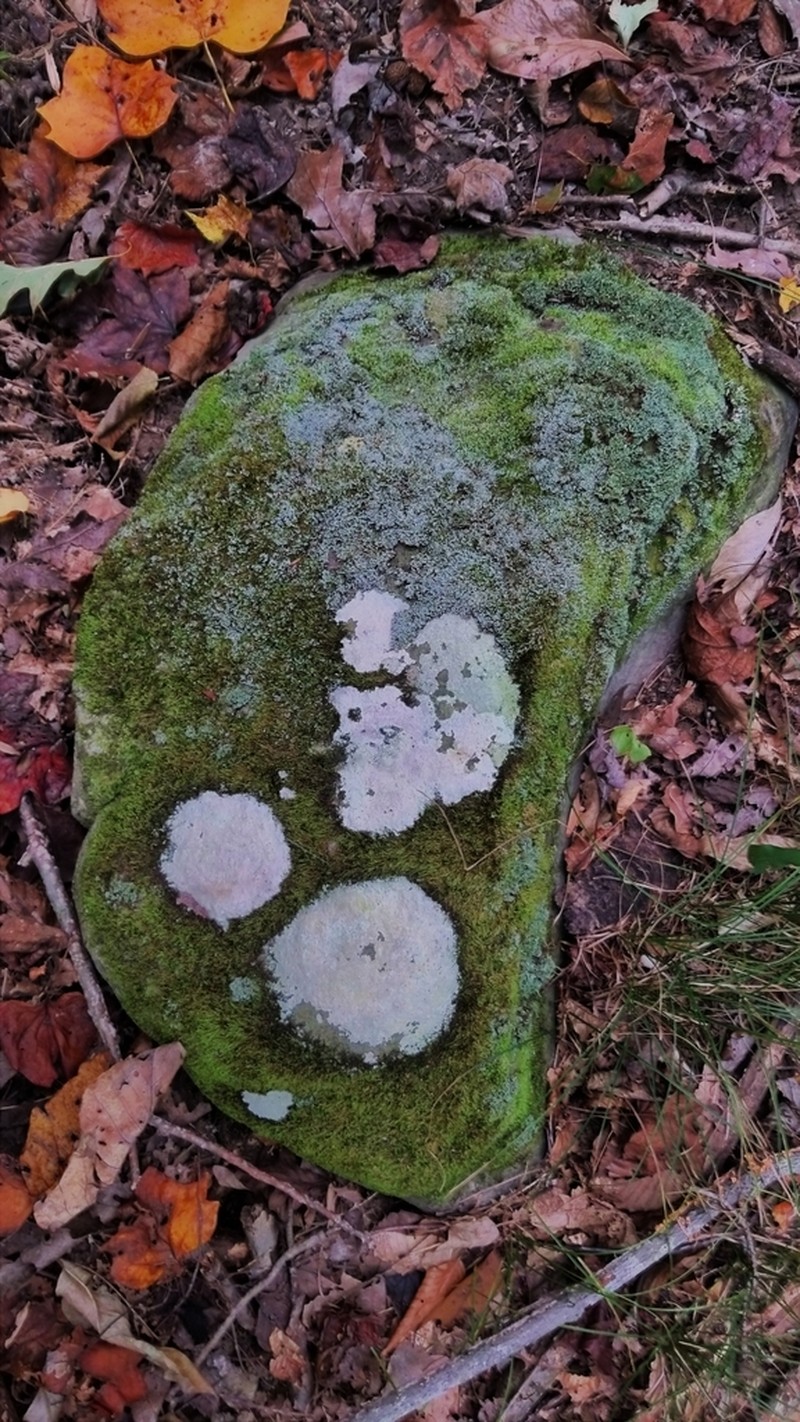 Disk Lichen photo 3