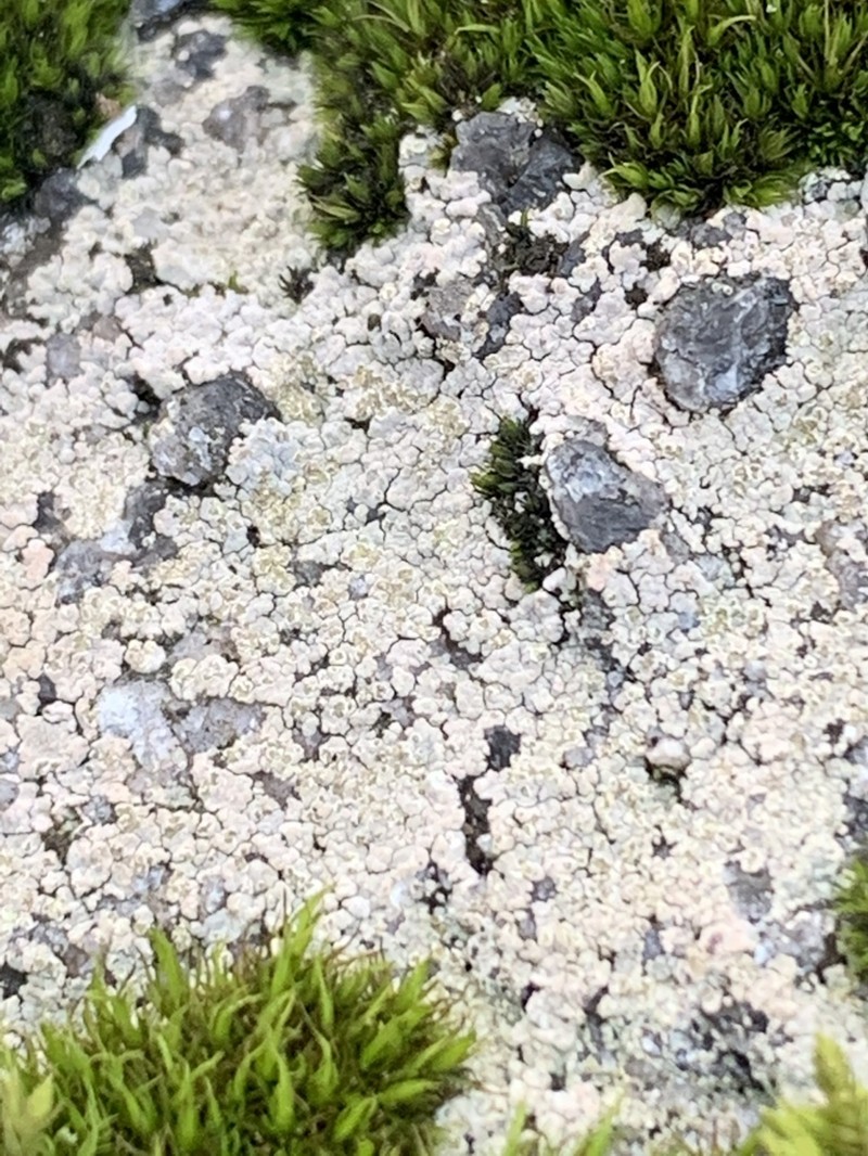 Disk Lichen photo 4