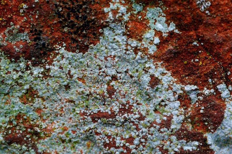 Disk Lichen photo 5