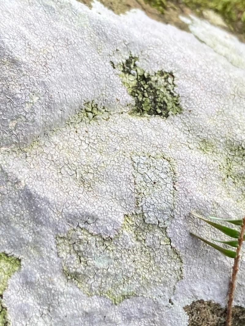 Disk Lichen photo 6