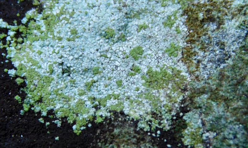 Disk Lichen photo 7