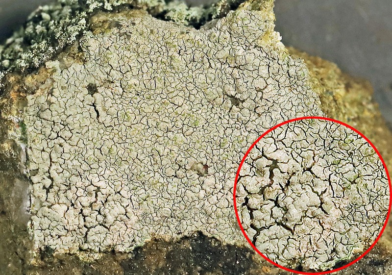 Disk Lichen photo 8