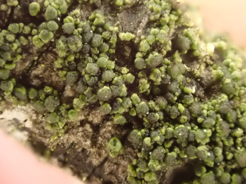 Trapeliopsis Lichen