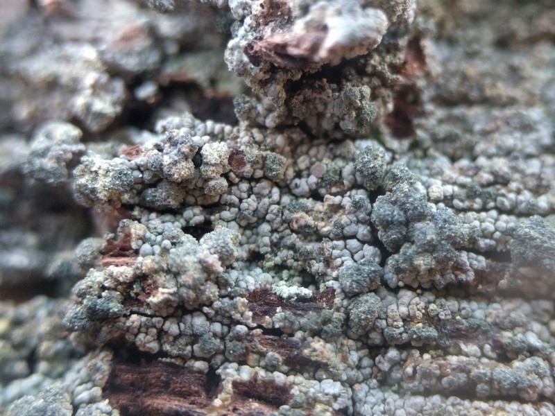 Trapeliopsis Lichen photo 2