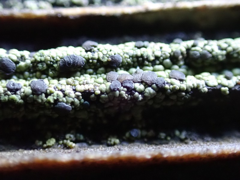 Trapeliopsis Lichen photo 3