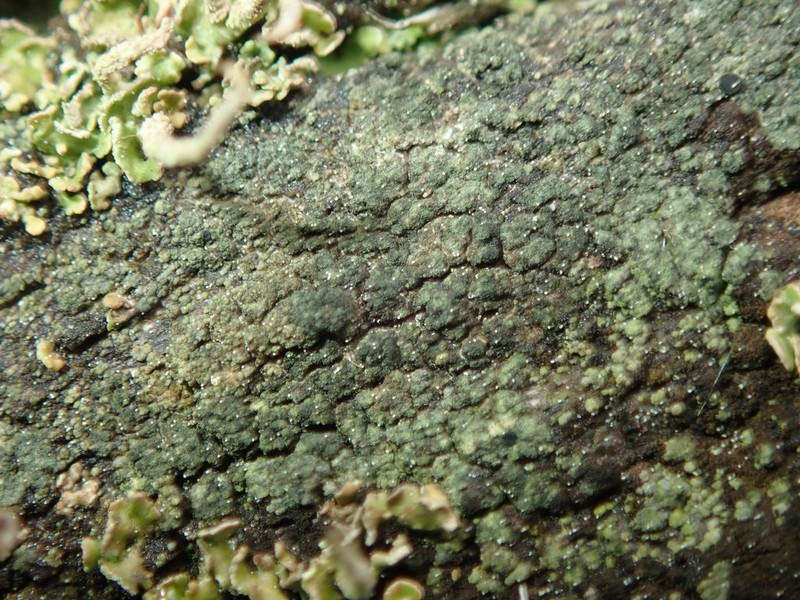 Trapeliopsis Lichen photo 4