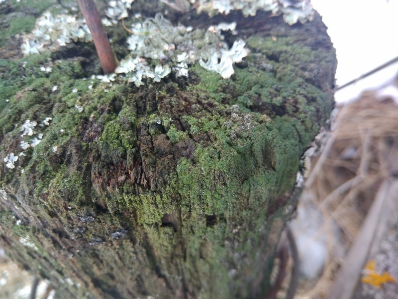 Trapeliopsis Lichen photo 5
