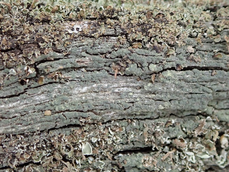 Trapeliopsis Lichen photo 6
