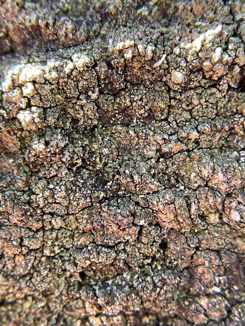 Trapeliopsis Lichen photo 7