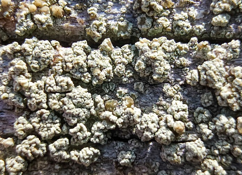 Trapeliopsis Lichen photo 8
