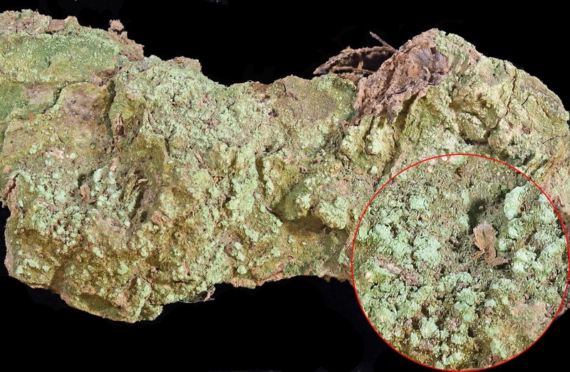 Gelatinous Trapeliopsis Lichen photo 2