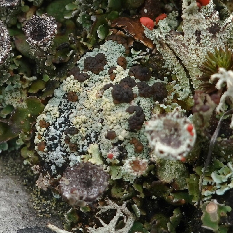 Granular Trapeliopsis Lichen