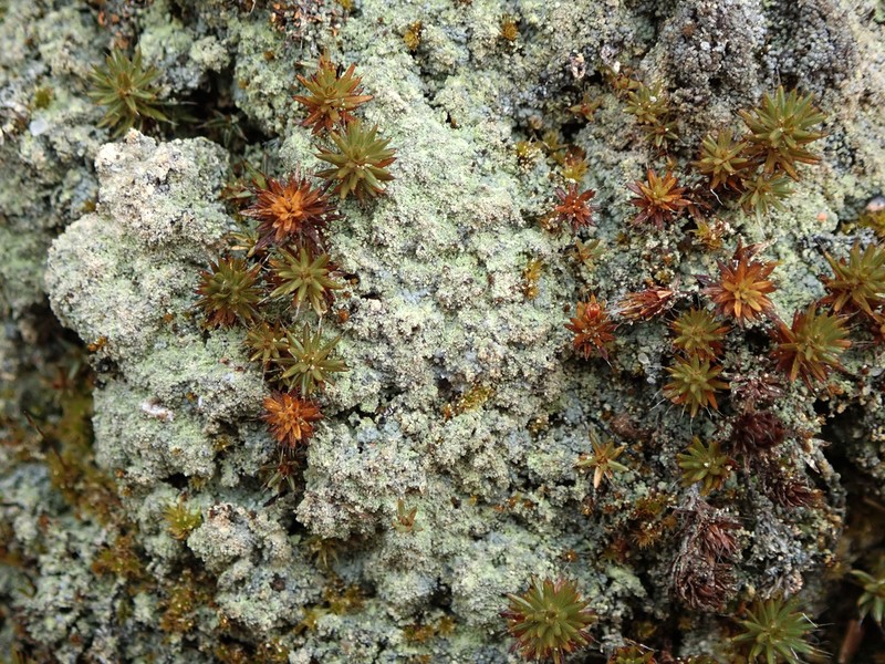 Granular Trapeliopsis Lichen photo 2