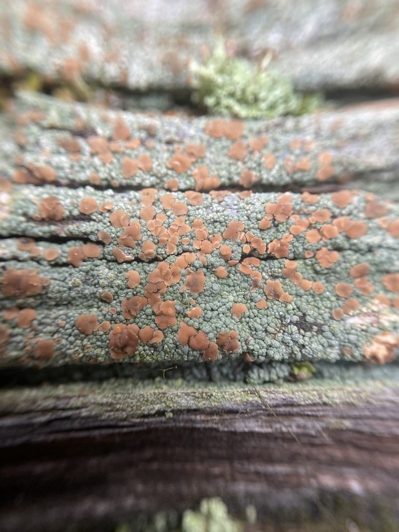 Granular Trapeliopsis Lichen photo 3