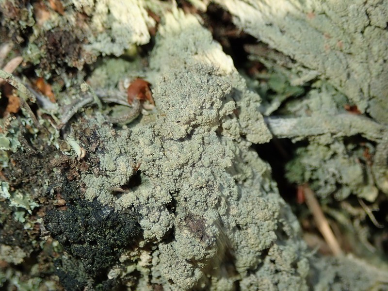 Granular Trapeliopsis Lichen photo 4